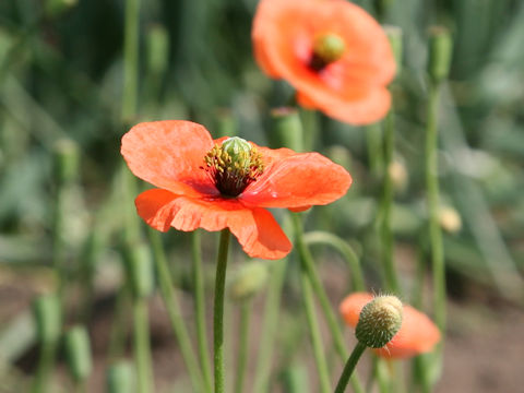 Papaver dubium