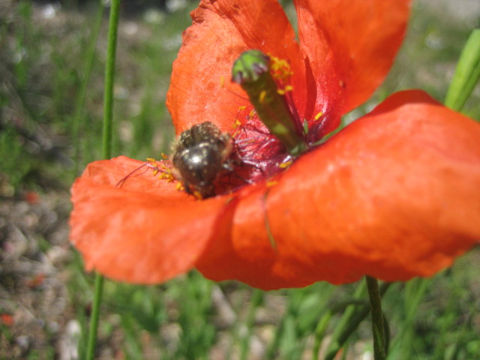 Papaver dubium