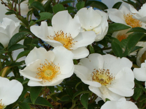 Rosa laevigata