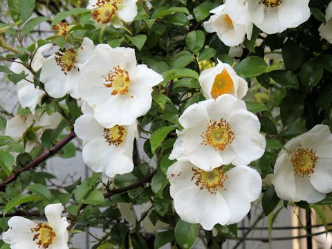 Rosa laevigata