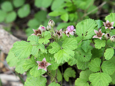 Rubus parvifolius