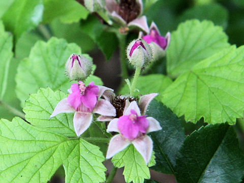 Rubus parvifolius