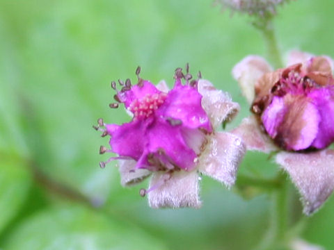 Rubus parvifolius