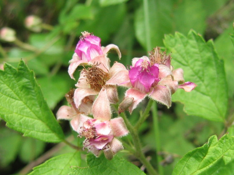 Rubus parvifolius