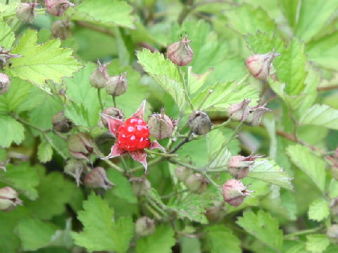 Rubus parvifolius