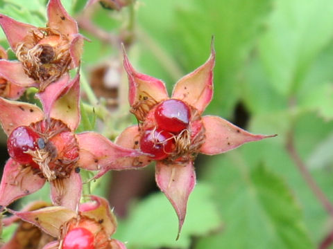 Rubus parvifolius