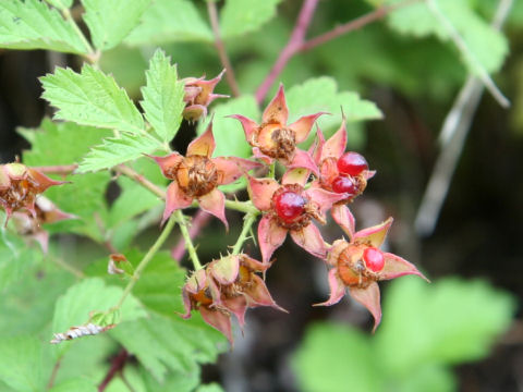 Rubus parvifolius