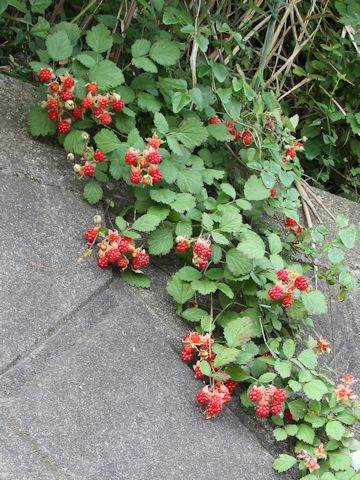 Rubus parvifolius