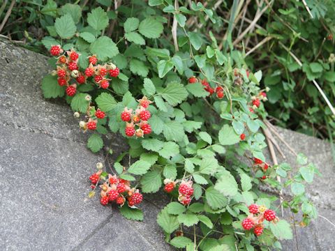 Rubus parvifolius