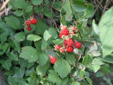 Rubus parvifolius