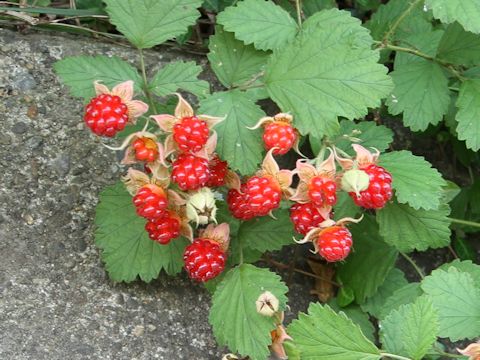 Rubus parvifolius