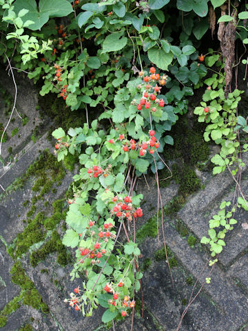 Rubus parvifolius