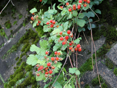 Rubus parvifolius