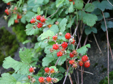 Rubus parvifolius