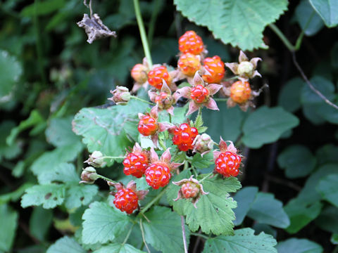 Rubus parvifolius