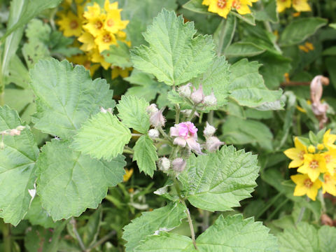 Rubus parvifolius