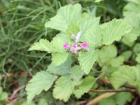 Rubus parvifolius