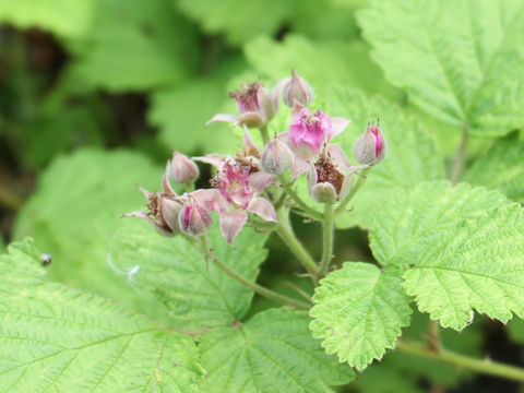 Rubus parvifolius