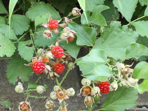 Rubus parvifolius