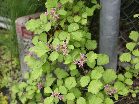 Rubus parvifolius