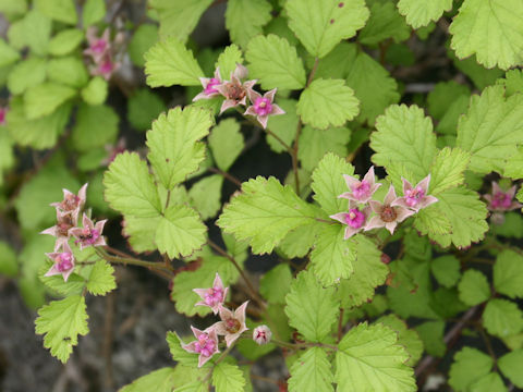 Rubus parvifolius