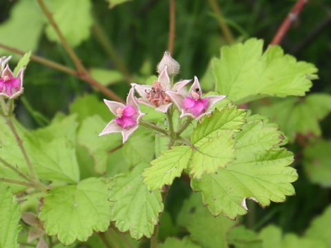 Rubus parvifolius