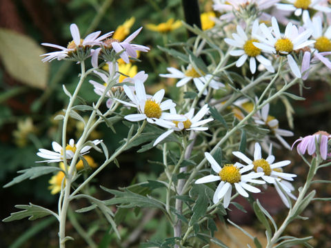 Chrysanthemum yoshinaganthum