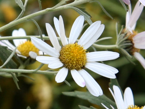 Chrysanthemum yoshinaganthum