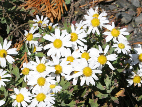 Chrysanthemum yoshinaganthum