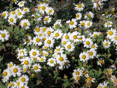 Chrysanthemum yoshinaganthum