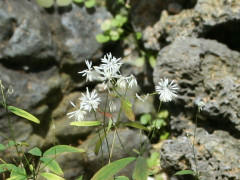 Thalictrum integrilobum