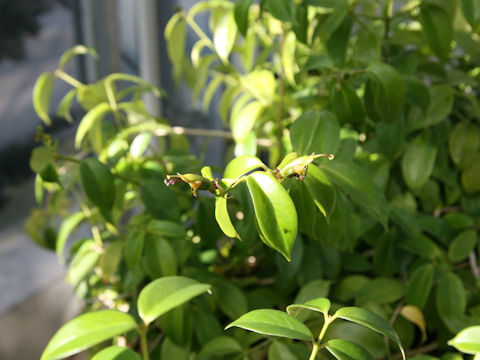 Aeschynanthus acuminatus