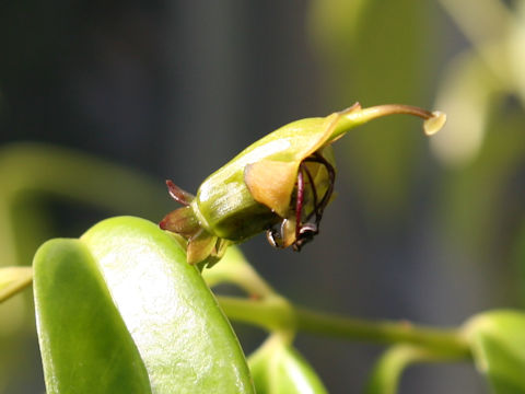 Aeschynanthus acuminatus