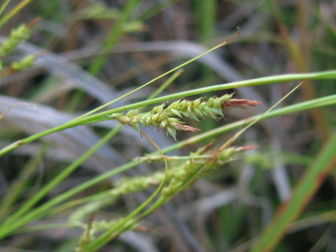 Carex lenta