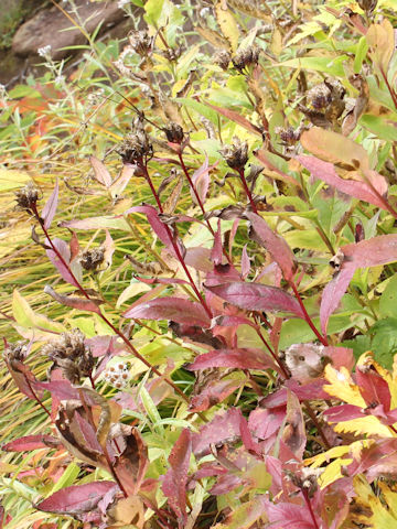 Saussurea riederi ssp. yezoensis