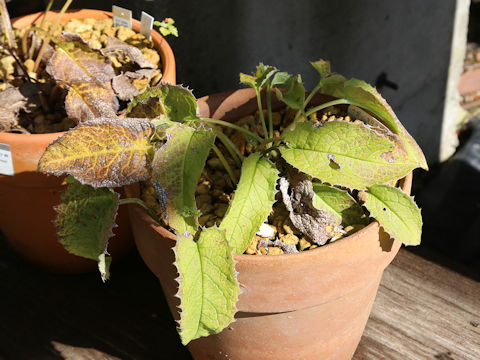 Saussurea riederi ssp. yezoensis