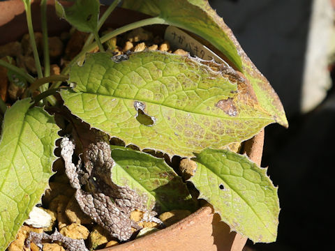 Saussurea riederi ssp. yezoensis