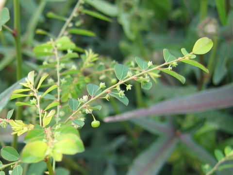 Phyllanthus tenellus