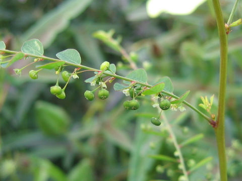 Phyllanthus tenellus