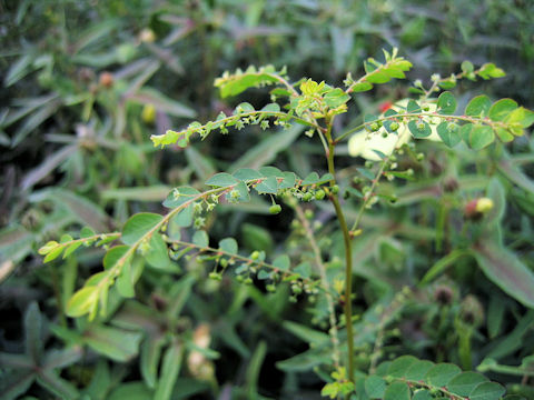 Phyllanthus tenellus