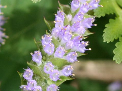 Elsholtzia ciliata