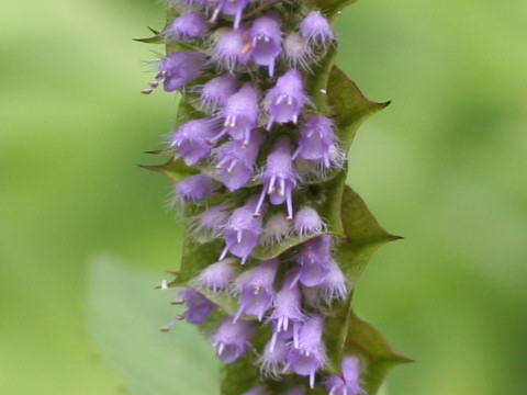 Elsholtzia ciliata