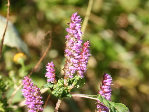 Elsholtzia ciliata