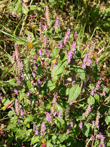 Elsholtzia ciliata