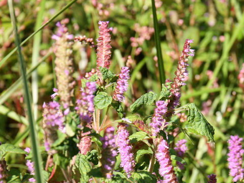 Elsholtzia ciliata