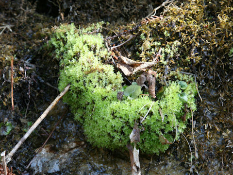 Mnium lycopodioides