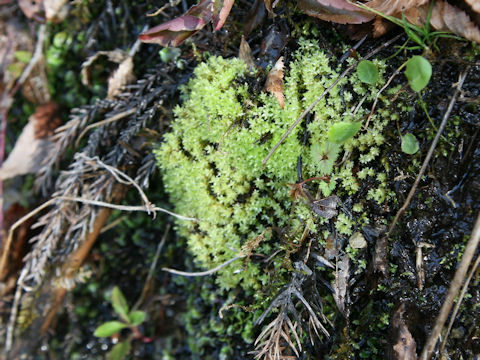 Mnium lycopodioides