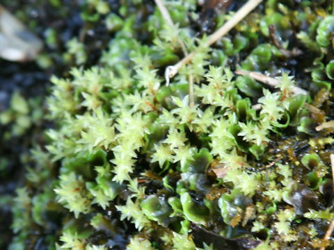 Mnium lycopodioides