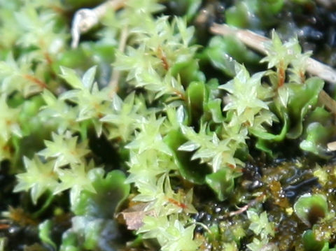 Mnium lycopodioides