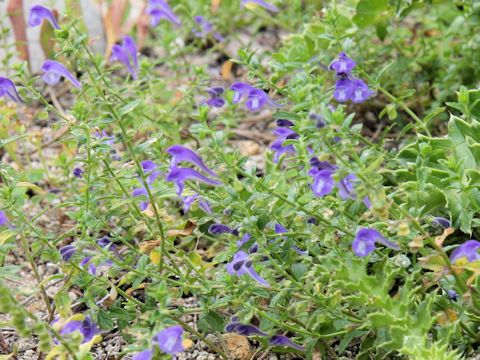 Scutellaria strigillosa